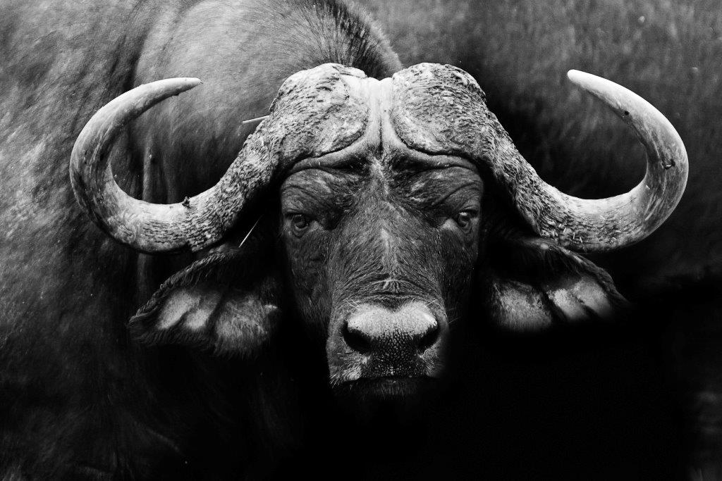 AS123 Wall décor art photographic on canvas wildlife buffalo bull black & white